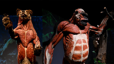 Gerçek Hayvanların Anatomi Sergisi (Body Worlds: Animal Inside Out) açıldı