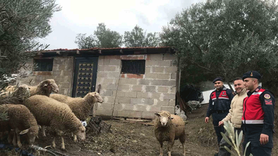 Kaybolan koyunları jandarma sahibine teslim etti
