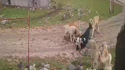 Sokak köpekleri yine dehşet saçtı! Yaşlı kadın az kalsın parçalanıyordu