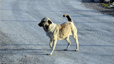 Hayvanseverler, Ankara'da sokak köpeklerinin toplanmasına tepki gösterdi!