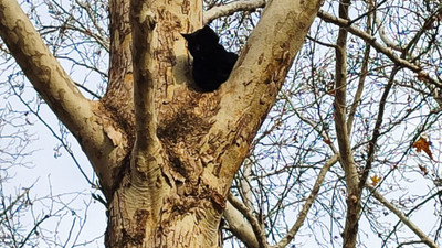 Adana'da ağaçta mahsur kalan kedi kurtarıldı