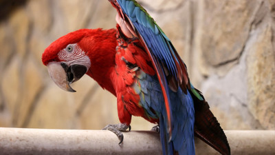 Hayvanat bahçesinin rengarenk papağanları kış aylarında da yaz koşullarında yaşıyor