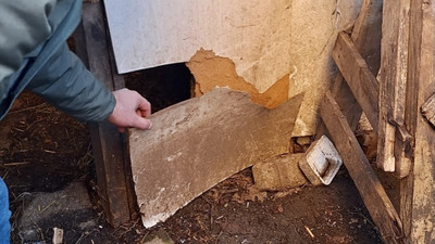 Trabzon'da kurtlar girdiği ağılda 20 küçükbaş hayvanı telef etti