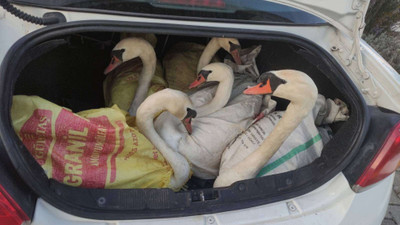 Edirne'de bir otomobilin bagajında yakalanan yabani kuğular Gala Gölü'ne salındı