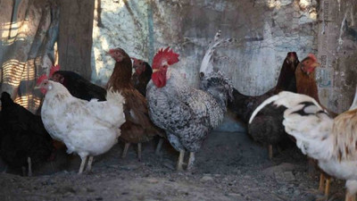 Elazığ'da anne diye bağıran horoz kesilmekten kurtuldu
