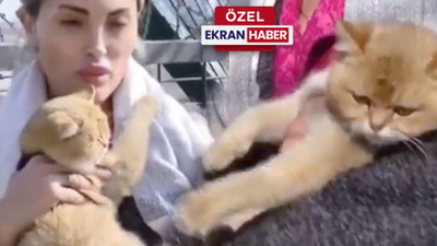 Annesini dövdü, hayvanları katletti! Savcılıktan bir ilk: Kediye darp raporu istendi