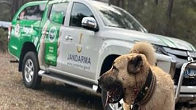 Jandarmadan köpek dövüştürenlere suç üstü operasyon