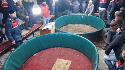 Hayvansever derneğinde horoz dövüştürdüler: Jandarmadan suçüstü yakaladı!