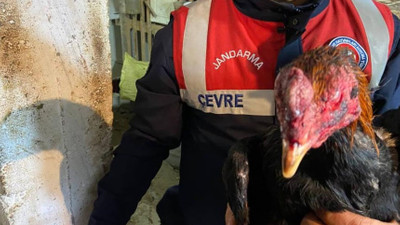 Jandarmadan horoz dövüştürenlere ceza yağmuru