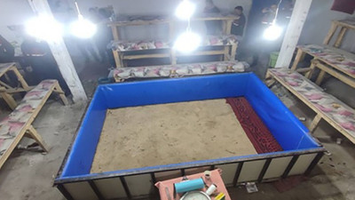 Jandarma horoz dövüşü yapılan ahıra baskın düzenledi