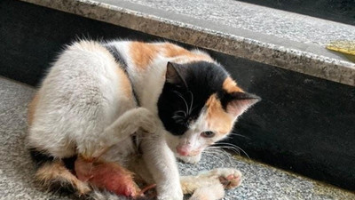 Doğum zamanı gelen kedi hastaneye gitti