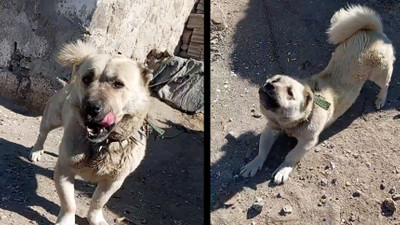 Bildiğiniz o devasa Sivas kangalını unutun! Bu da cüce Sivas kangalı
