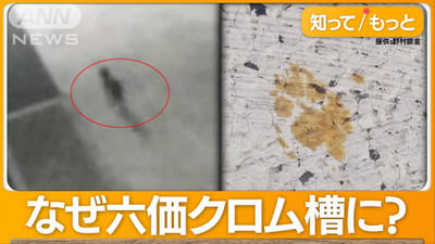 Japonya’da devlet duyurusu: Bu kediye yaklaşmayın!