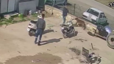 Biri köpeğe acımasızca saldırdı, diğeri izledi: Mahkeme ev hapsi verdi!