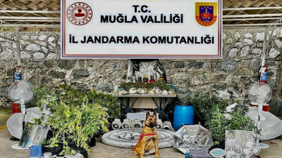 Ev değil adeta uyuşturucu serası! Jandarmadan şok uyuşturucu operasyonu