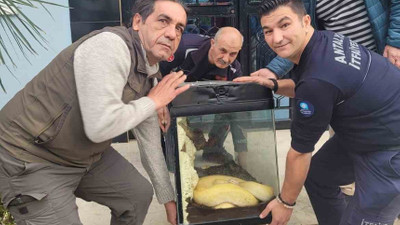 O ilde yaşayanlar dikkat! İkinci piton vakası, bu kez apartman içinden çıktı