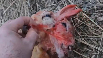 Yer: Balıkesir! Çift başlı doğdu, görenler hayrete düştü