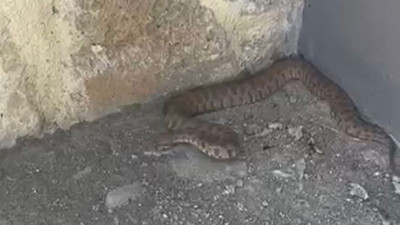 Bir ısırığı öldürmeye yetiyor! Engerek yılanı o şehirde görüldü