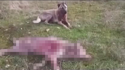 Erzincan’da hayvan vahşeti! Önce köpeklerine boğdurdu sonra da…