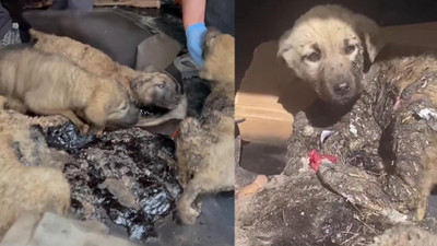 Yürek yaralayan görüntüler! 10 yavru köpek zifte bulanmış şekilde bulundu