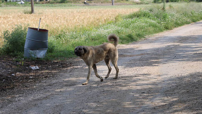 Kayseri'de belediyeler harekete geçti! Köpekler toplanacak