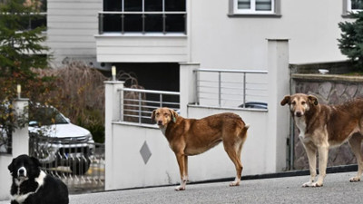 Kütahya Belediyesi sokak köpeklerini toplamaya başladı