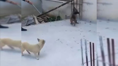 Bursa'da 3 çocuğa saldıran köpeklere polisin müdahalesi kamerada