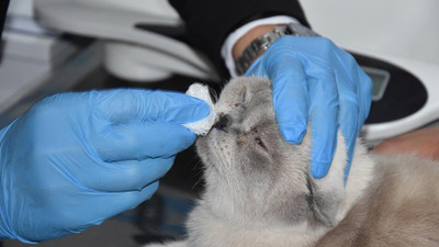 Sivas'ta kediye estetik ameliyatı yaptılar. Yulaf'ın burnu artık daha güzel...