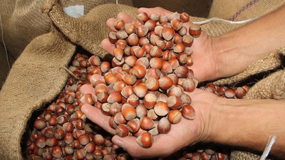 Türkiye'nin 8 aylık fındık ihracatı 1,6 milyar dolara yaklaştı