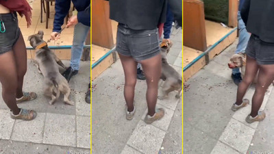 Kadıköy’de ağızlıksız pitbull, ev kedisini parçalayıp insanlara saldırdı!
