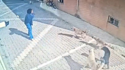 Sokak köpekleri terör estirdi: Kız öğrenciye böyle saldırdı