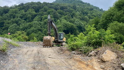 Zonguldak'ta 1183 yaşındaki porsuk ağacını kestiler! Suç duyurusu yapıldı