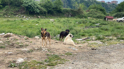 Bakan Yumaklı: “Başıboş köpek sayısının, 4 milyona yakın olduğu tahmin edilmektedir”