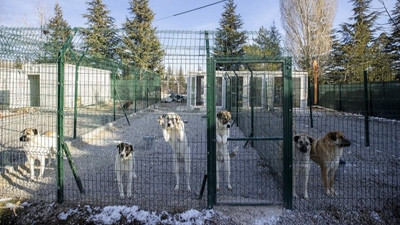 Sokak hayvanları yasası kabul edildi mi, maddeleri neler? Sokak köpekleri uyutulacak mı? Ötanazi maddesi yasadan çıktı!