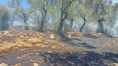 Aydın'da 30 dönüm zeytinlik alan yangında zarar gördü