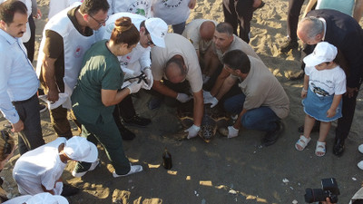 50 yaşındaki Caretta Caretta 2 yıl sonra denizde!