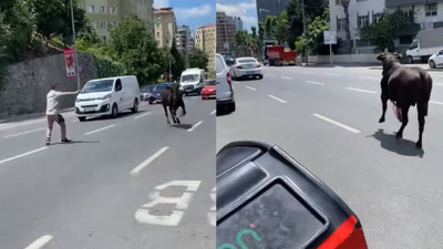 İstanbul'da trafiği birbirine katan dana iki ilçe değiştirdi