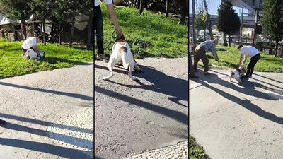 Çocuk parkında ağızlıksız gezdirilen pitbull kediyi böyle parçaladı