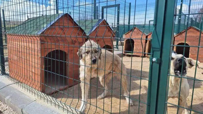 Hasta köpeklerin Ankara'ya taşınması soruşturmasında dernek başkanı tutuklandı