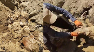 Sürü psikolojisi can aldı! 28 koyun uçurumdan atlayıp telef oldu