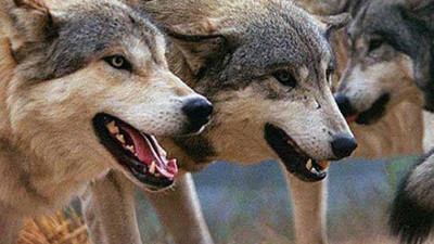 Fransa’da koşu yapan kadına kurtlar saldırdı