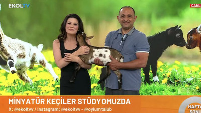 Oylum Talu programına cüce keçilerle çıktı