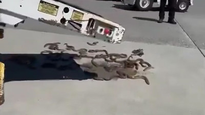 Havaalanında yılanlar panik yarattı!