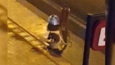Sokak köpeğinin alkolle imtihanı!