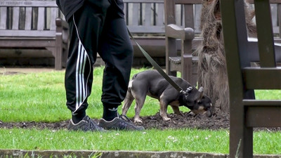 Sokak köpeklerine ilişkin teklif TBMM'ye sunuldu: Ötanazi detayı kesinleşti
