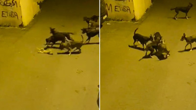 İstanbul'un göbeğinde sokak köpekleri kediyi böyle parçaladı