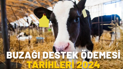 BUZAĞI DESTEK ÖDEMESİ TARİHLERİ 2024: Buzağı desteği ödemeleri ne zaman yapılacak?