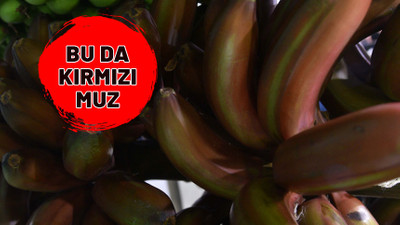 Türkiye'de bir ilk. Bildiğimiz sarı muzun bu halini hiç görmediniz. Bu da kırmızı muz
