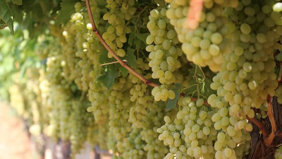 Yılbaşında 12 üzüm yemek ne anlama geliyor? Yılbaşında masanın altında 12 üzüm neden yenir?