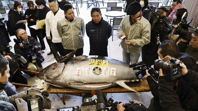 Japonya'da dev balık 1,3 milyon dolara satıldı